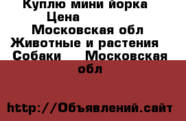 Куплю мини йорка › Цена ­ 10 000 - Московская обл. Животные и растения » Собаки   . Московская обл.